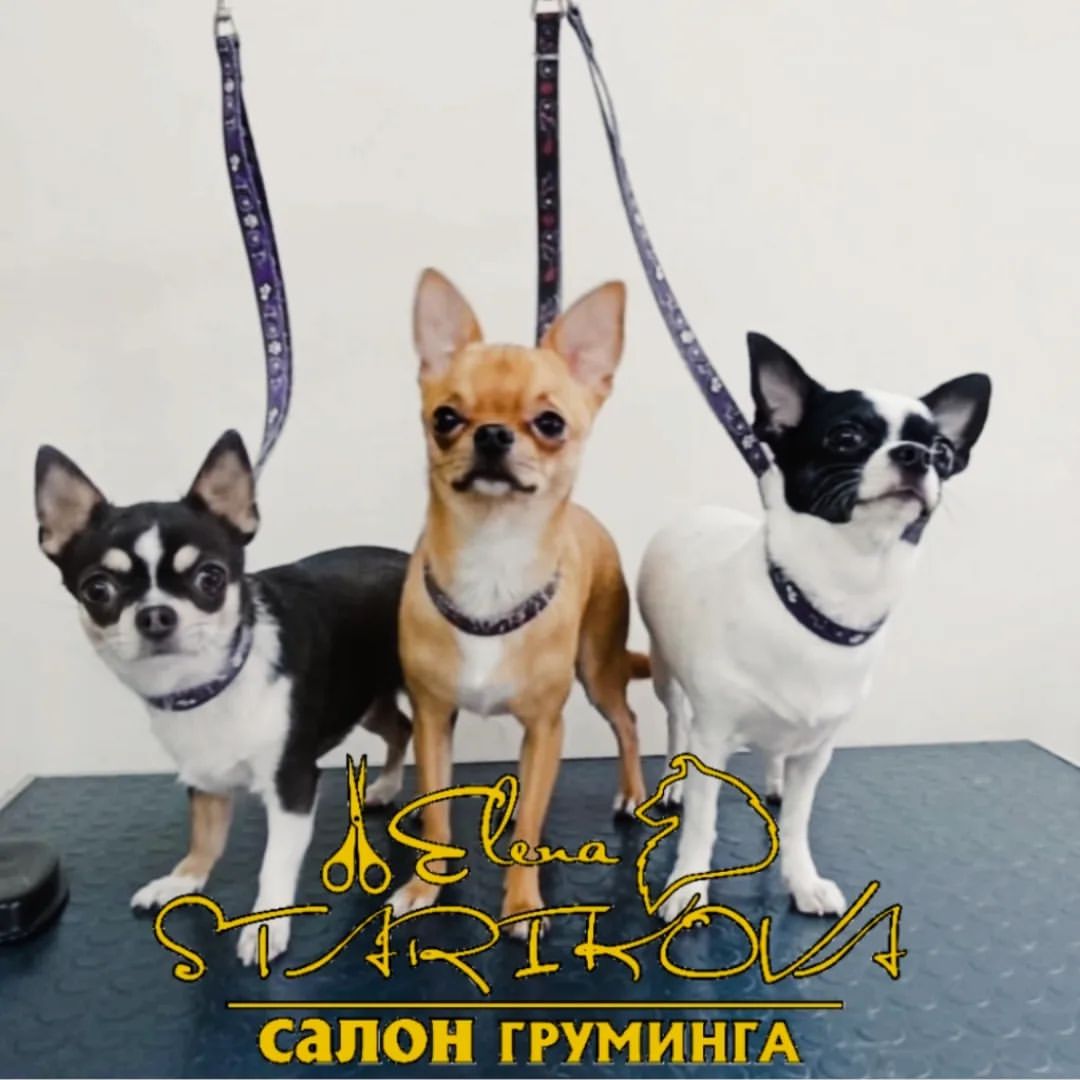 groomer_ufa_ в LOOKY — Нам посчастливилось познакомиться и натискаться с этими ребя