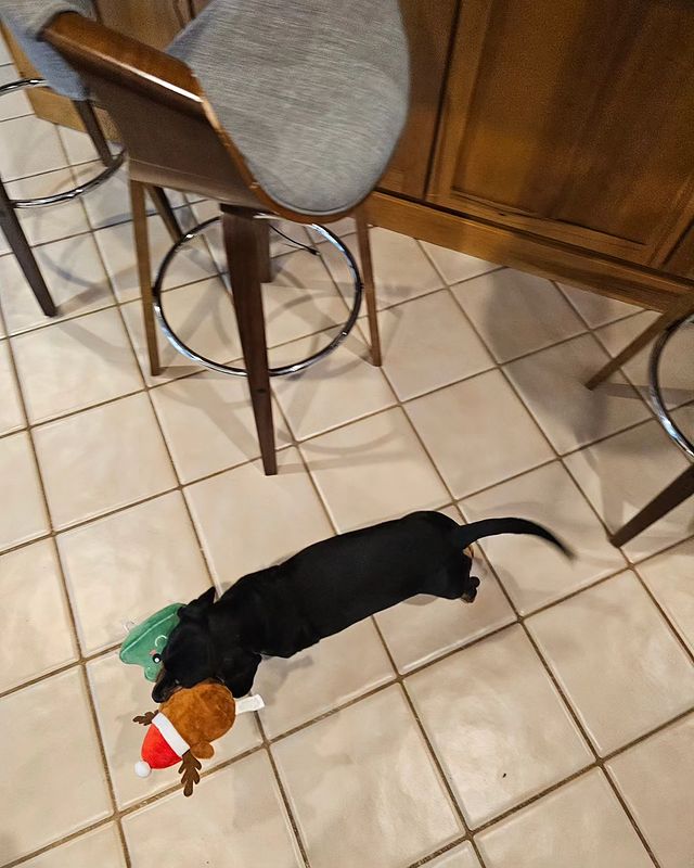 Shugga_Music  в LOOKY. #dogs,#songs,#doglover,#dogtoys,#georgia,#pets,#Thanksgiving,#weekend,#precious. My great #dogs maybe...