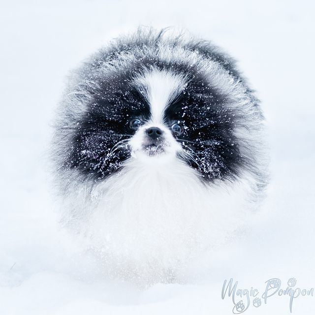 magicpompon в LOOKY. #шпицпатиколор,#питомникшпицев,#щенкипомеранскогошпица,#pomeranianpuppy,#paticolorpom,#paticolorpomeranian,#pomeranianpuppy,#pomeranianpaticolor,#magicpompon,#magicpom. Нас сегодня замело!
...