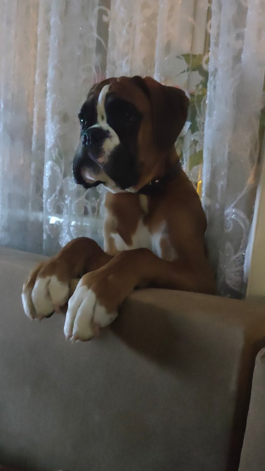 boxer_tyson_dog в LOOKY. . null