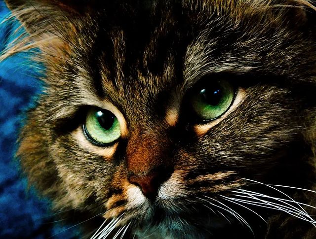 ulika_95_ в LOOKY. . Муж устроил кошке фо...