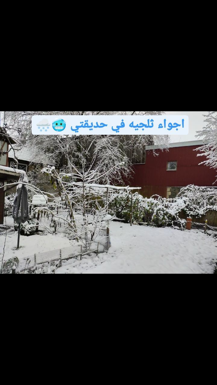ahmed.fawwaz82 в LOOKY. . اجواء ثلجيه في حديقت...