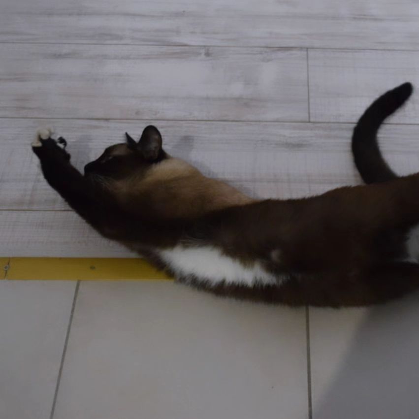 Босяша-потягаша! #коты #котики #котята #кот