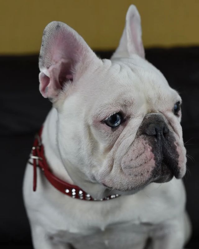 nastasya.lipbulldog в LOOKY. #frenchbulldogpupies,#frenchpuppybulldog,#frenchbulldoglilac,#frenchbulldogisabellacarrier,#frenchieoftheday,#frenchbulldog,#frenchbulldogsofinstagram. К нам в гости приеха...