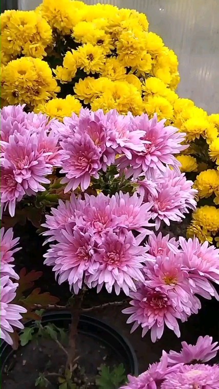 natali_multiflora в LOOKY. #хризантемамультифлора,#красотавокругнас,#черенкипочтой. #хризантемамультифло...