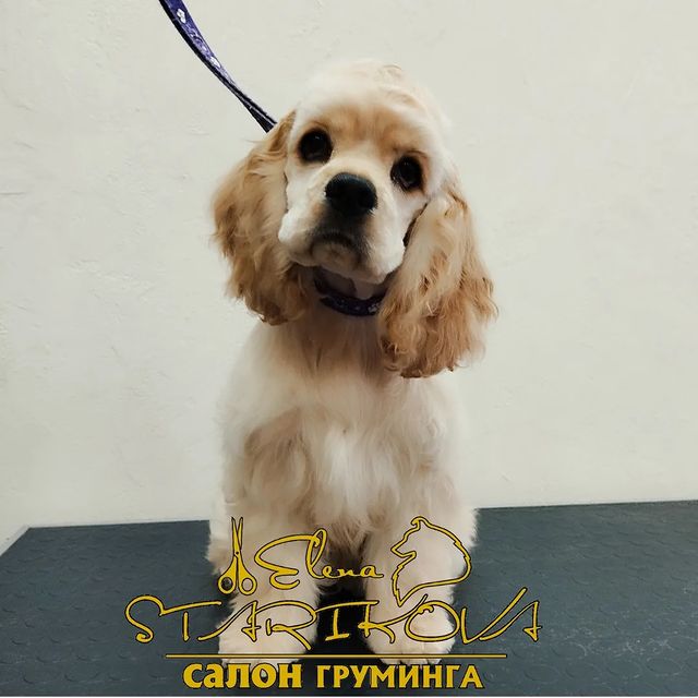 groomer_ufa_ в LOOKY. . Маленькая принцесса ...