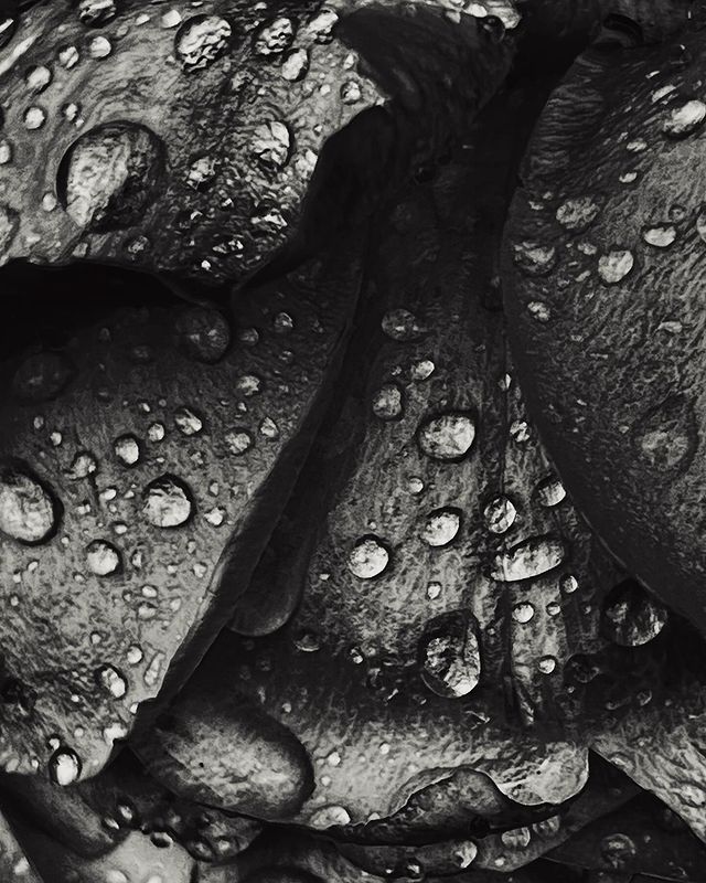 photoxonika в LOOKY. #macrophotography#macromania#macroworld#naturephotography#botanicalart#bwphotography#mobilephoto#mobilephotography#мобильноемакро#мобильныйфотограф#макромир#чбфотография#мобильныефотографы10#макросъемка. Капли на розах. 
.
....