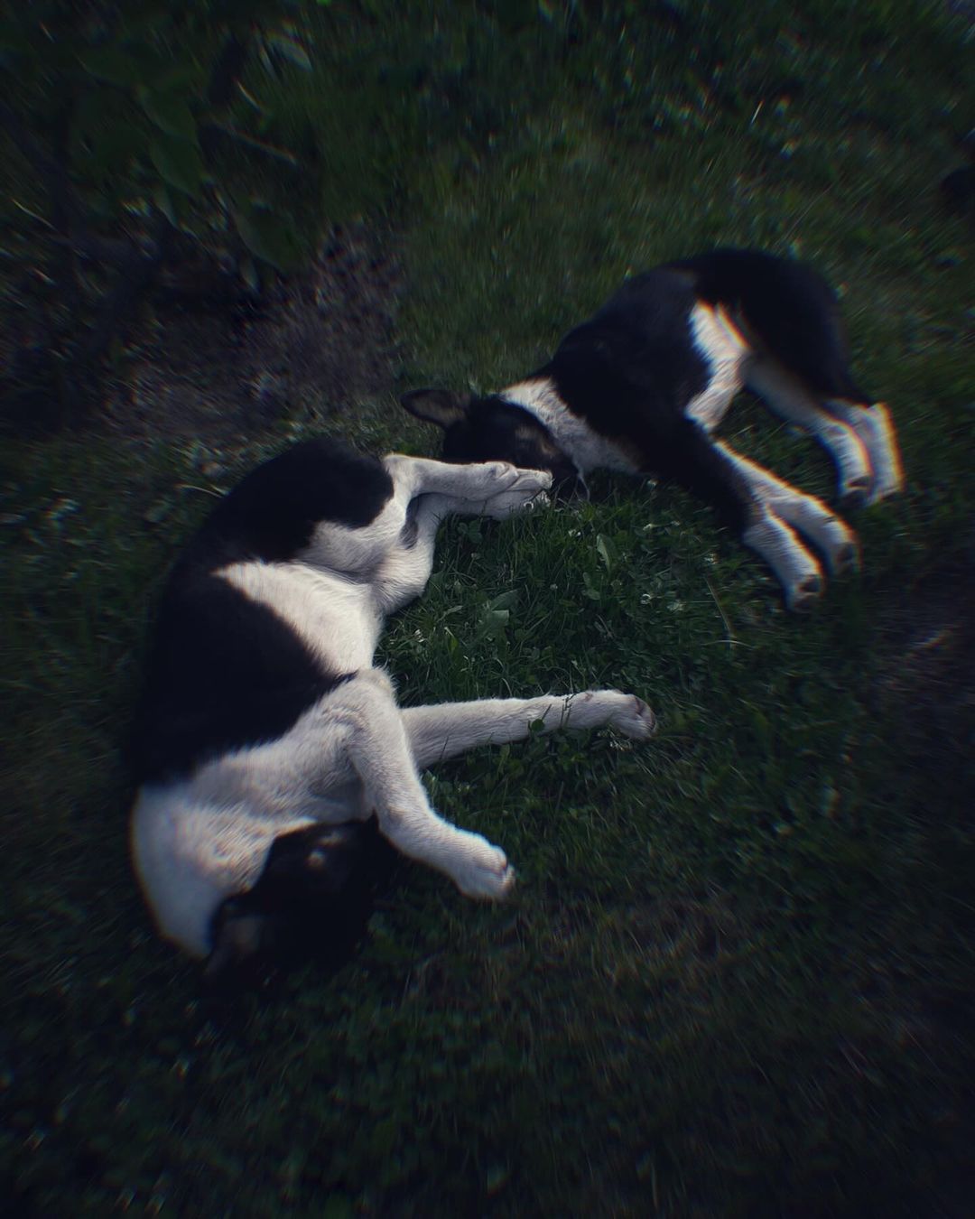 dogs in the park