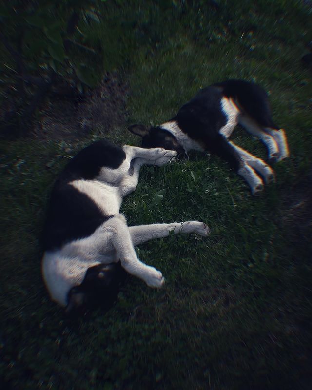 kletchataya в LOOKY. . dogs in the park