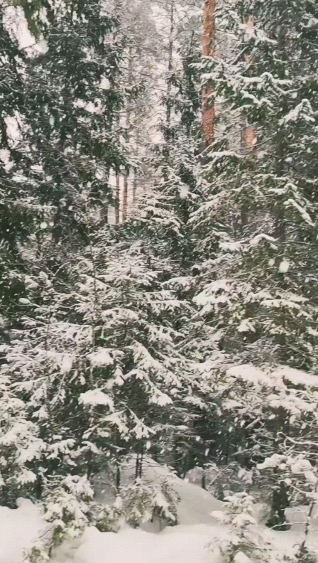 mariya_piterlife в LOOKY. #зима#ленобласть,#снежное,#december,#snowtime#walks#forest,#lenoblast. Время Зимы. Тихого с...