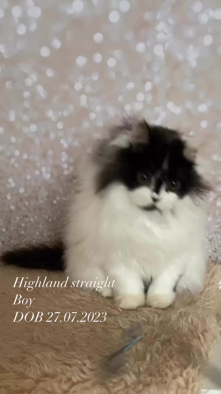 sheerfold_cattery в LOOKY. #russia#scottish&highlandcattery#highlandstraight#kitten. Sheerfold*RU Nestor ...