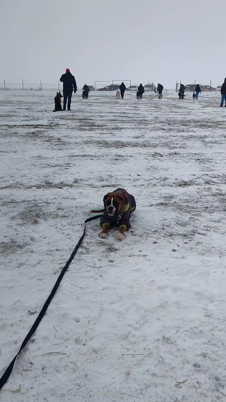 boxer_tyson_dog в LOOKY. . Тренировка