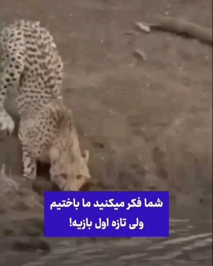 lotfabadi_reza в LOOKY. #قدرت,#خدا,#و_خدایی_که_به_شدت_کافیست,#من_میتوانم,#آرامش,#زندگی_زیباست❤,#رفاقت,#من_نمیبازم,#کوهنوردی,#کوه,#پرسپولیس,#آنلاین_شاپ,#برکه_شاپ,#نشنال_جئوگرافیک,#یوزپلنگ_ایرانی. .
خیلی ها فکر کردن م...