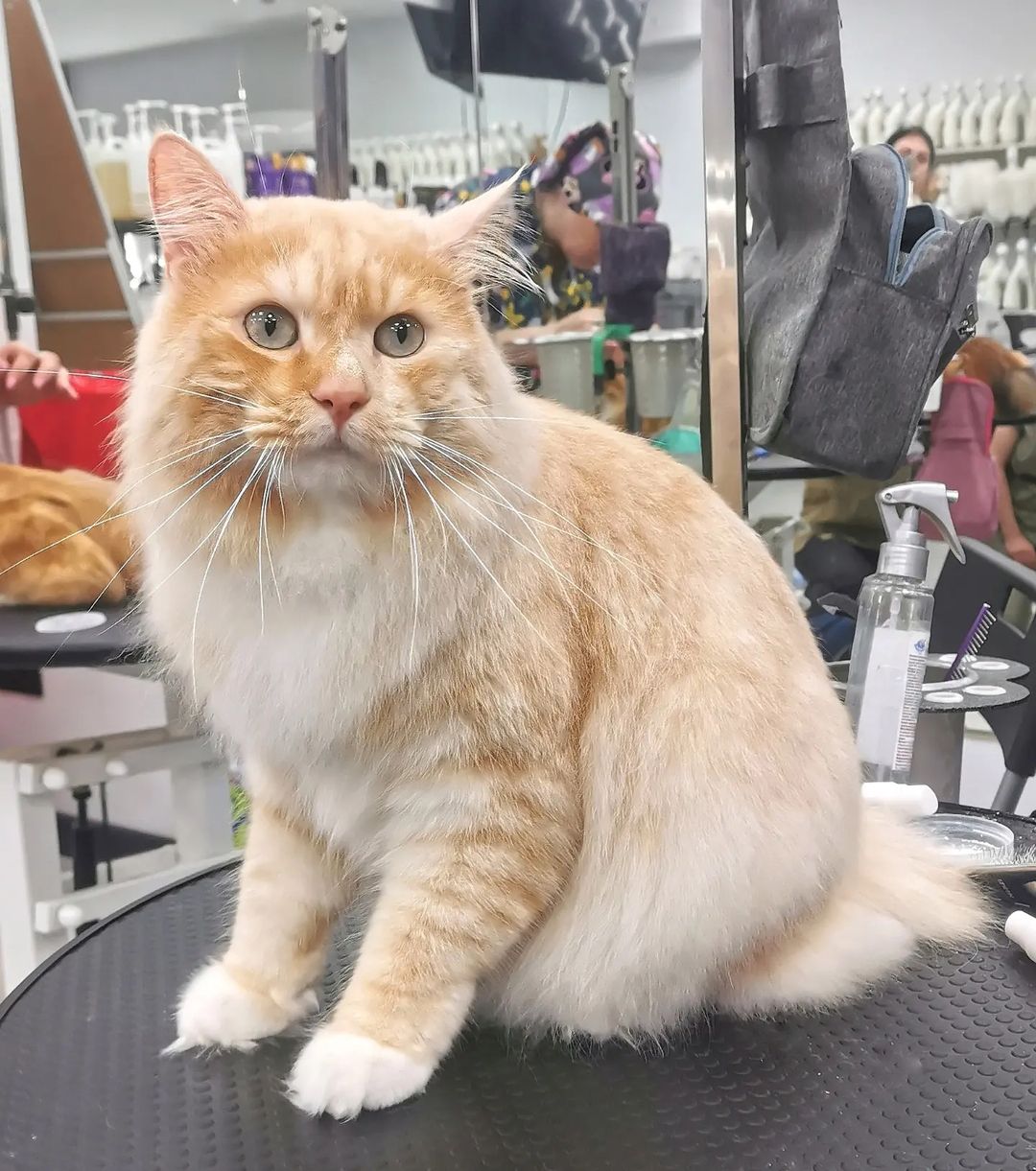 mycatgrooming in LOOKY. #кошачийгрумер,#грумингкошек,#курильскийбобтейл
#курбоб,#золотаясерединапитомник,#грумингкурильскогобобтейла,#грумингкурбоба. А помните это из кла...