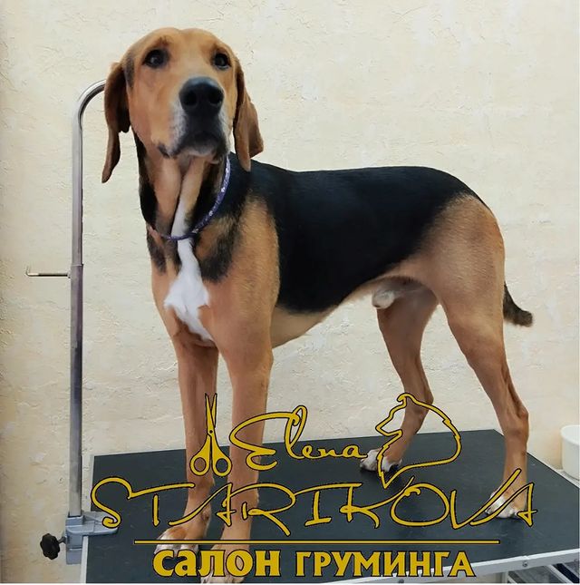 groomer_ufa_ в LOOKY. . Охотник, защитник и,...