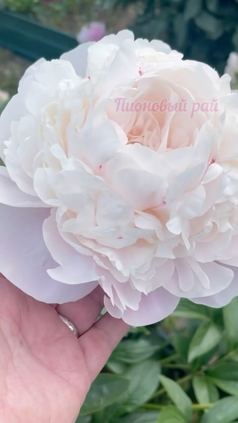 pionovyy_ray в LOOKY. . Мэри Е.Николс (Mary ...