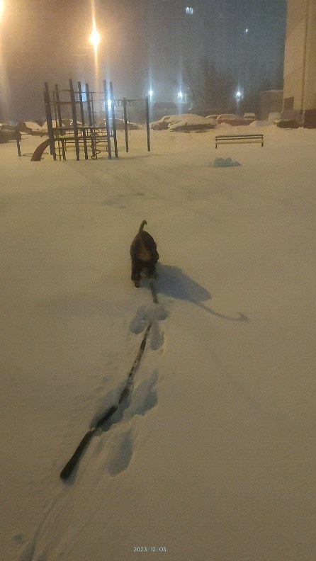 boxer_tyson_dog в LOOKY. #boxerdog,#dog,#собака,#мечта,#счастье. Метелица-курева Заку...