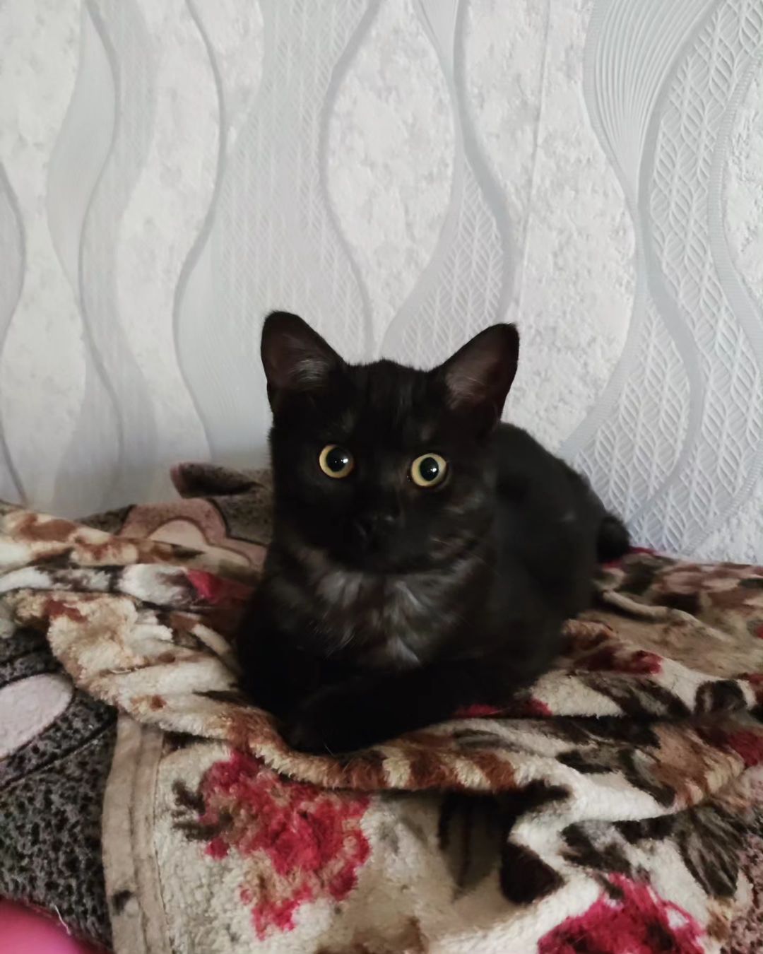 Наконец то у меня появилось время написать о своем новом питомце😍 Крошка Мевис🤗 
18 сентября 2022г я нашла на улице Феликса и ровно через год, в тот же день, 18 сентября 2023 за моей Настей на улице увязалась маленькое чёрное облачко... И мы не устояли перед ее громким мурчанием и безумной любвеобильностью
Теперь эта сладкая булочка живёт с нами, донимает старших котов и нервирует старушку Даффи
#домашнийконтактныйзоопарк