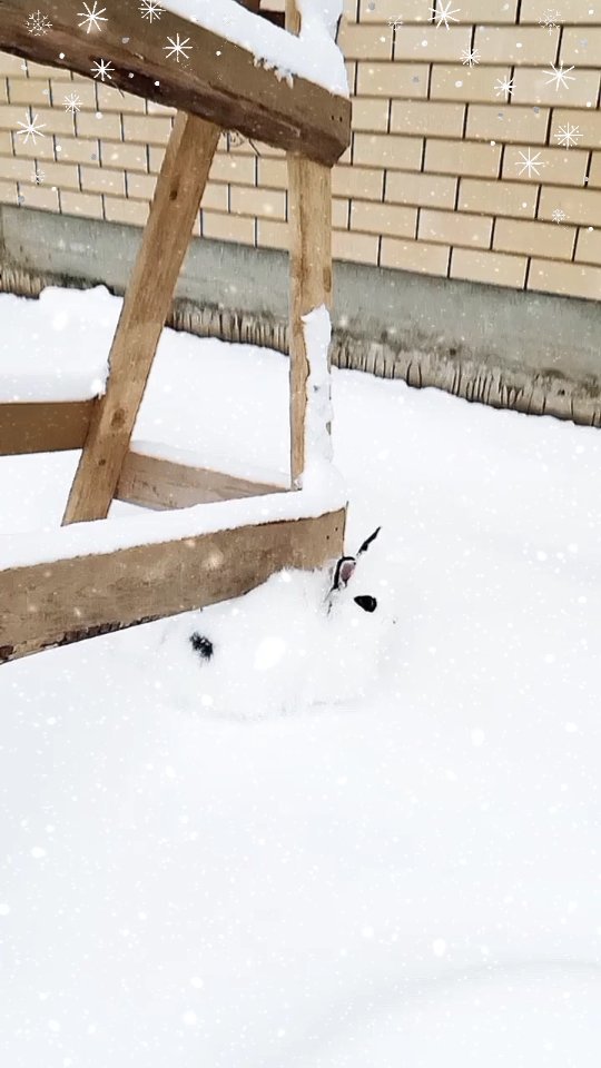zefirka_bunny в LOOKY. #bunny#rabbit#animals#cute#cuterabbit#bunnylove#rabbitlife#cutebunny#pet#instabunny#bunnyoftheday#pet#rabbitlove#🐰#fluffy#bunlife#bunniesoftheworld#bunnieofinstagram#bunnyaccount#zefirka_bunny,#crazy#rabbitstagram#bunnylover#kawaii#bunnys#petlover#crazybunny,#pets#rabbitlover#crazyrabbit#кролик. Зефирка впервые на с...