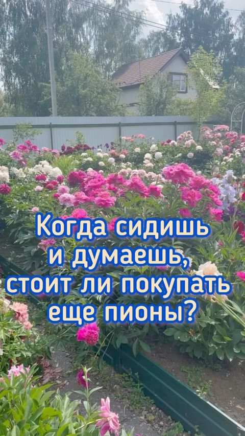 pionovyy_ray в LOOKY. . Знакомо? 
Или вы тож...
