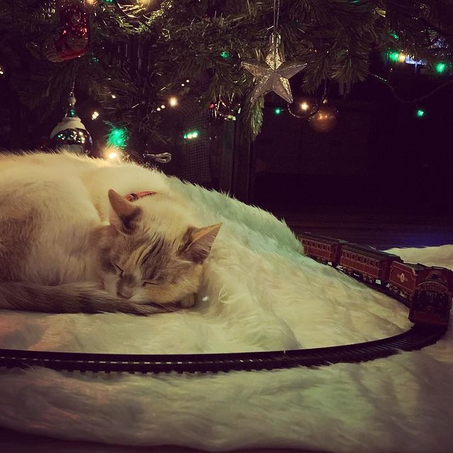 vlasovarseniy в LOOKY. #cat,#елка,#новыйгод,#2024,#поездподелкой,#поезд,#поделкой. #cat #елка #новыйгод...