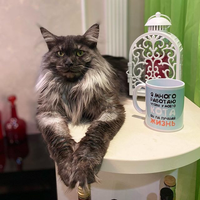 cat_bastion_coon в LOOKY. #mainecoon_banda. Приветики наши любим...