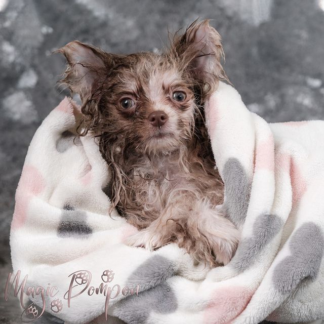 magicpompon в LOOKY. #pomeranian,#smallpomeranian,#babypomeranian,#pomeranianlife,#spitzmerle,#merlepomeranian,#мраморныйшпиц,#шпицмерле. В банный день все шп...