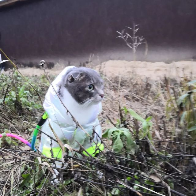 funtick_kot в LOOKY. #кот,#котики#котик,#инстаграм,#cat,#catoftheday,#catofinstagram,#photooftheday,#photo,#cats_of_world,#cat_features,#catloversclub. Всем привет. Опять д...