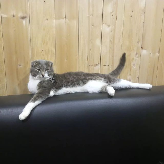 funtick_kot в LOOKY. . За окном, зима и хол...