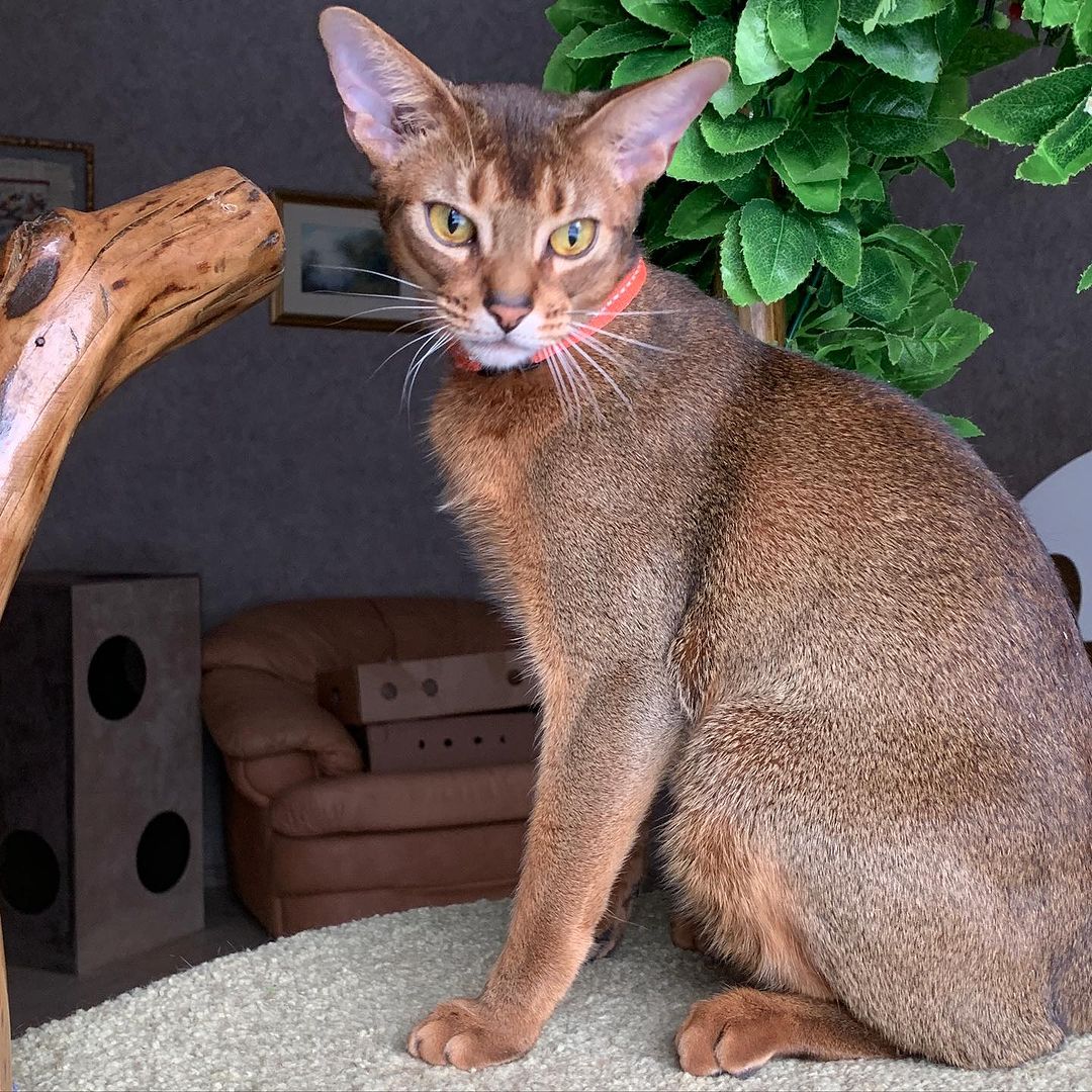 leo_minor_aby_cattery_cfa в LOOKY — фото 2