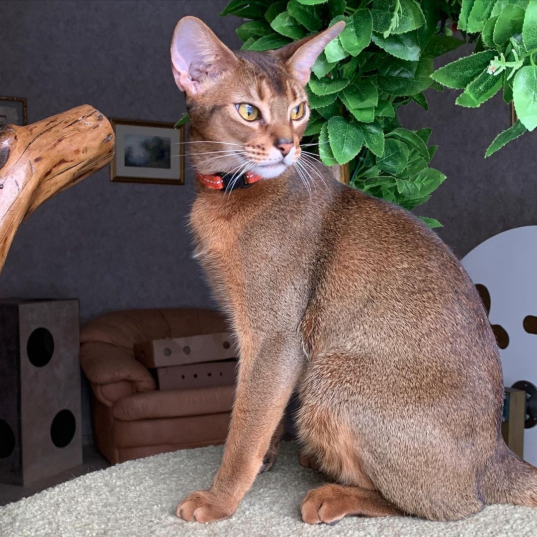leo_minor_aby_cattery_cfa в LOOKY — фото 3