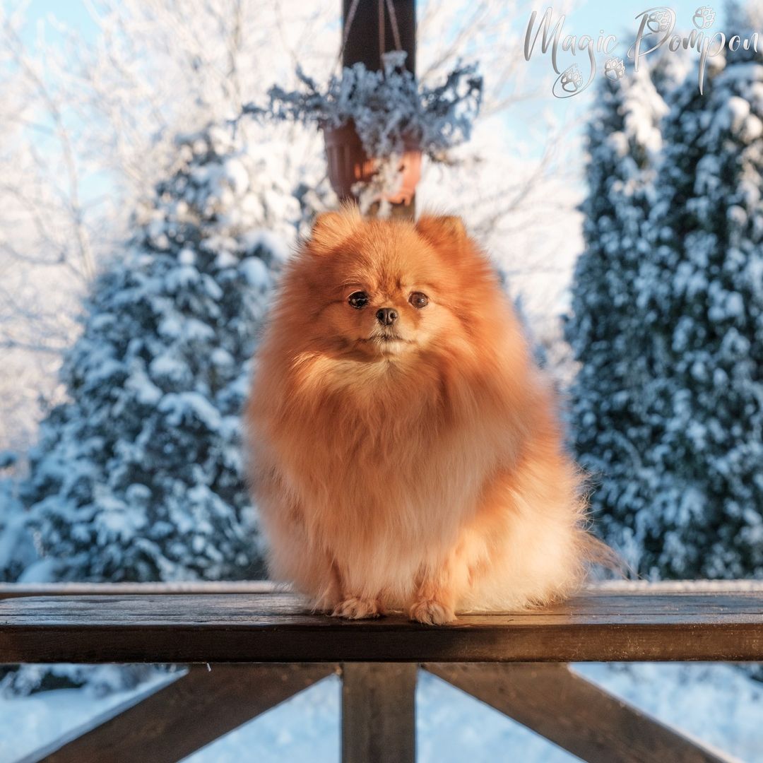 magicpompon в LOOKY — Зима в Питере время темное, сумерки начинаются уже после тре