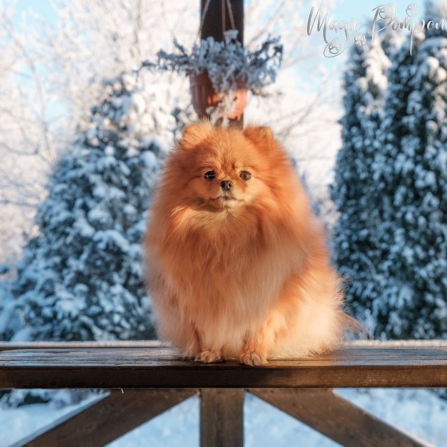 magicpompon в LOOKY. #померанскийшпиц,#питомникшпицев,#pomeranianworld,#инстапом,#спбшпиц,#питомникпомеранскихшпицев,#зимнеенастроение,#зима,#зимняясказка,#winterwonderland,#показима. Зима в Питере время ...