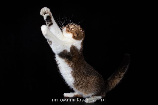 kate_krasnozar в LOOKY. . 💜Krasnozar Shaya💜
...
