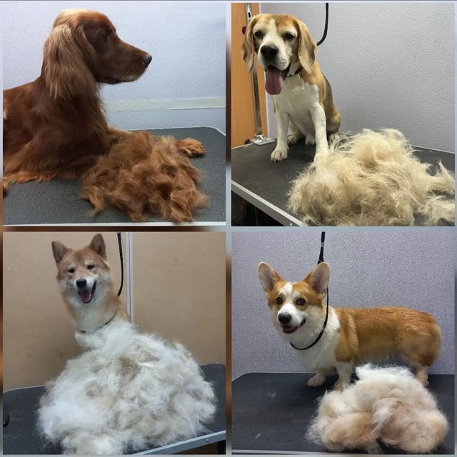 salon_dolly в LOOKY. #метроводныйстадион,#метроречнойвокзал,#метробеломорская,#метроховрино,#жкдискавери,#жкакватория,#жкфестивальпарк,#жкфлотилия,#ховрино,#головинскийрайон,#левобережныйрайон,#западноедегунино,#онежскаяулица,#северныйречнойвокзал,#800летиямосквы,#петрозаводскаяулица,#валдайскийпроезд,#речнойвокзал,#флотскаяулица,#бусиново,#стрижкасобак,#парксеверногоречноговокзала,#паркдружбы,#левобережныйпарк,#грачевскийпарк,#крупныепороды,#линька,#вычесатьсобаку,#вычесатькота,#вычесатькошку. Ваша собака линяет? ...