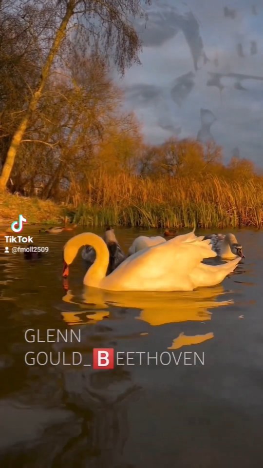 marusia.umka в LOOKY. #glenngould,#beethoven. #glenngould #beethov...