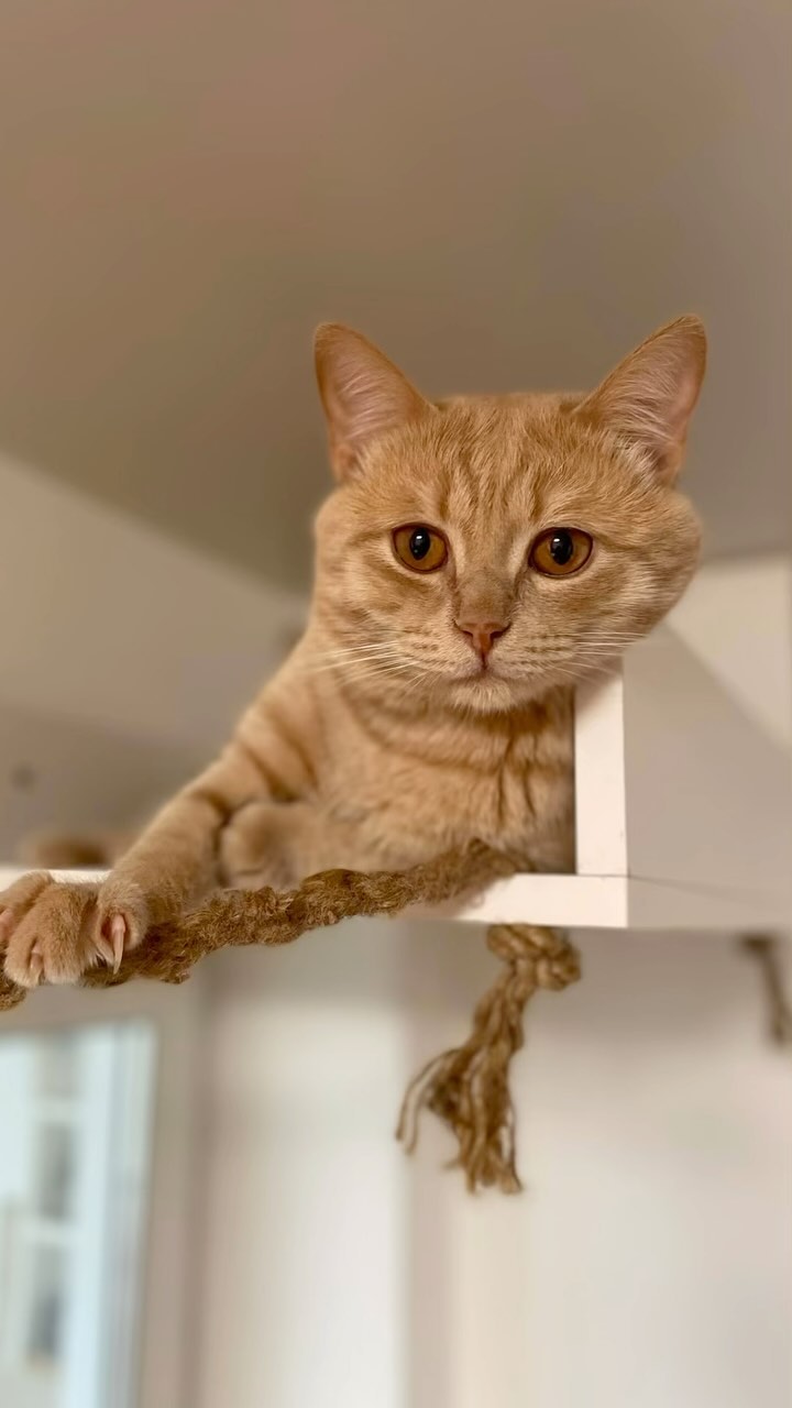 ksenyalit13 в LOOKY. . Мы с котом Акселем т...