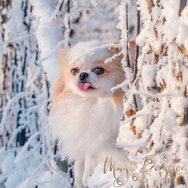 magicpompon в LOOKY. #шпицпатиколор,#питомникшпицев,#щенкипомеранскогошпица,#pomeranianpuppy,#paticolorpom,#paticolorpomeranian,#pomeranianpuppy,#pomeranianpaticolor,#magicpompon,#magicpom. Тот самый случай, ко...