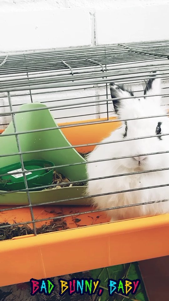 zefirka_bunny в LOOKY. #cuteanimals#rabbitstagram#bunnylover#kawaii#зайка#petlover#crazyrabbit,#pets#rabbitlover#crazybunny#кролик. Зефирка протестует с...