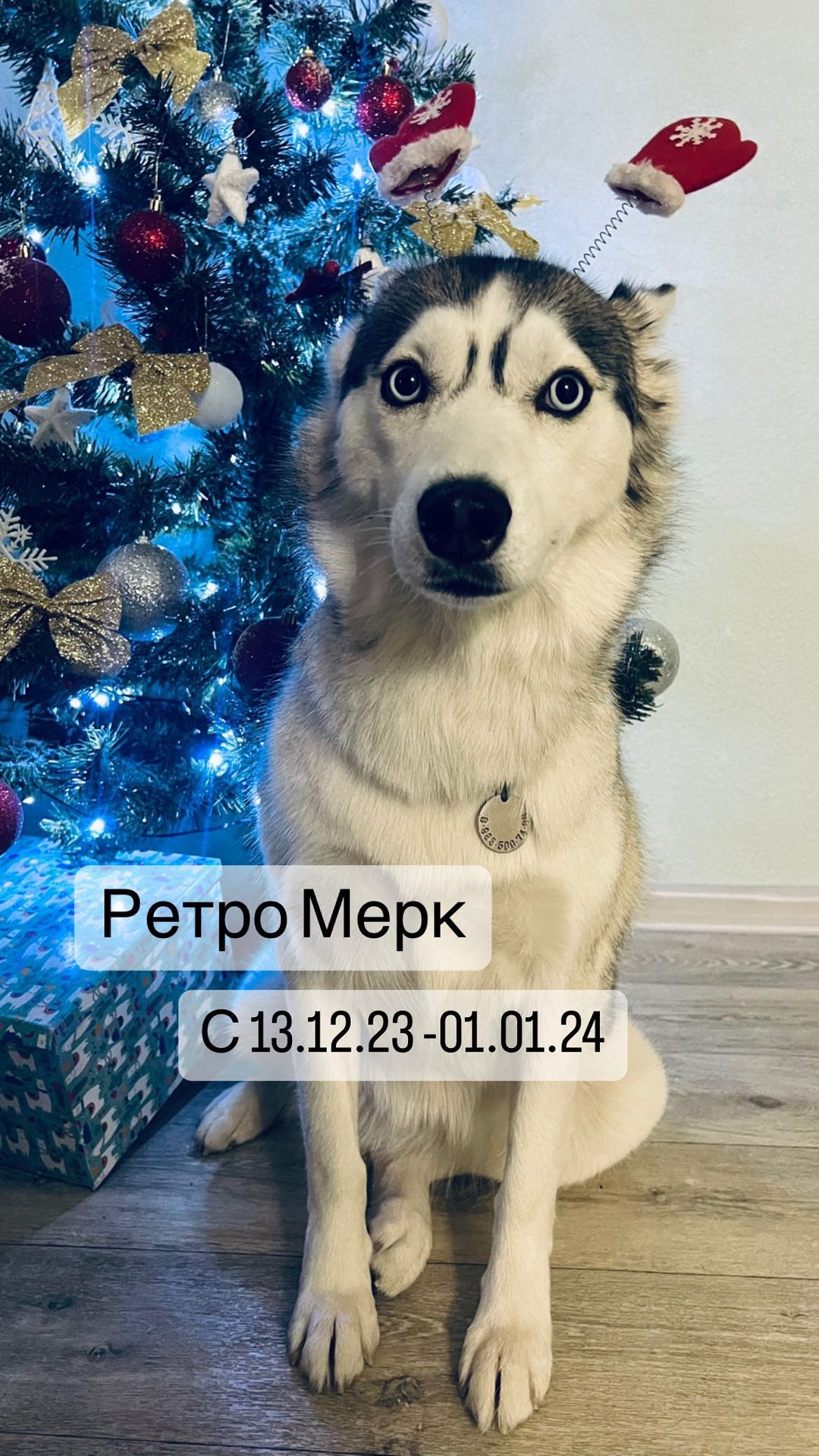 sweetorres в LOOKY. . Не ждали?! 🙈
А он в...