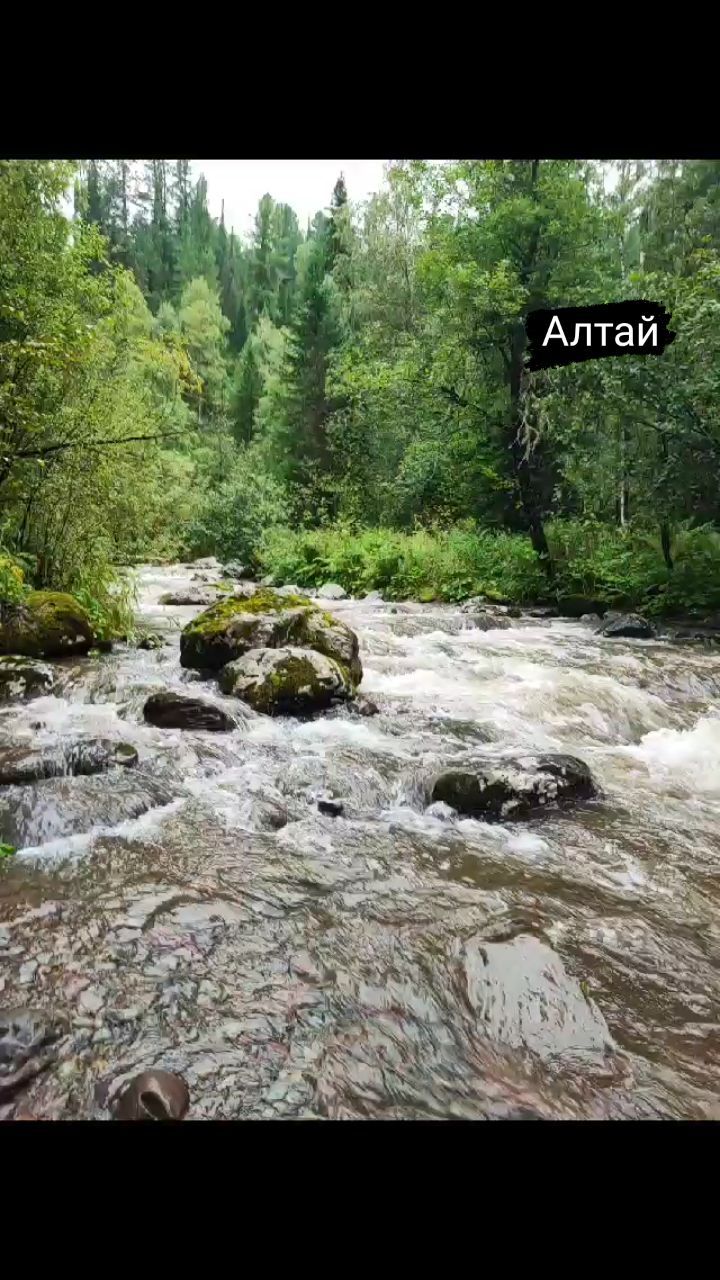 yliyakashapova в LOOKY. #Алтай#красота#природа#местасилы#тайга#фото#триреки#. #Алтай#красота#приро...