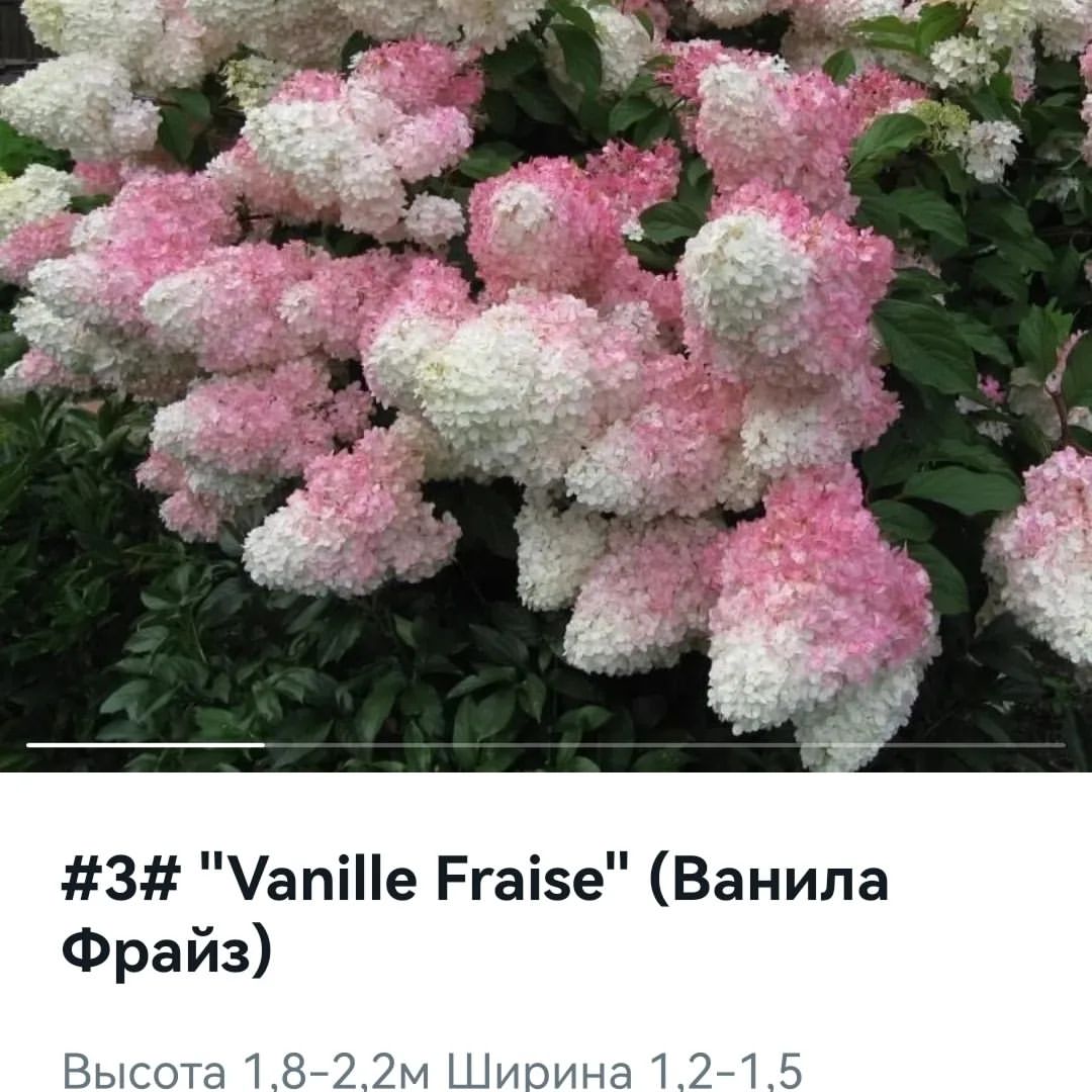 🌺🌺🌺Сегодня приём заказов на  все гортензии будет закрыт.  До вечера есть время если кто не успел. Все вопросы в Ватсапе 89282922900 каталог в Ватсапе
