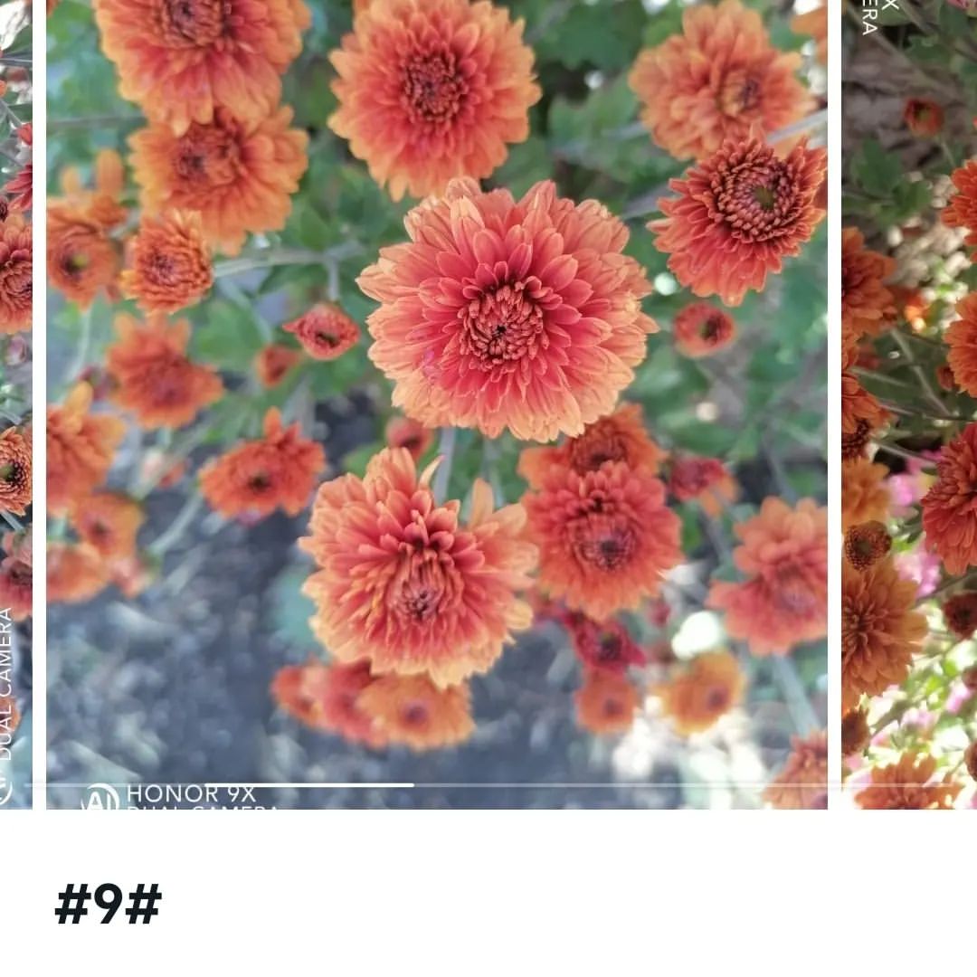 🌺🌺🌺Продолжается приём заказов на весну на укорененные черенки Хризантем  наборами  все вопросы в личку