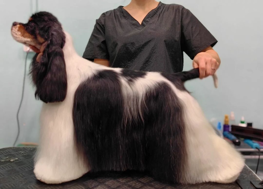 ourgroomingsalon в LOOKY — фото 1