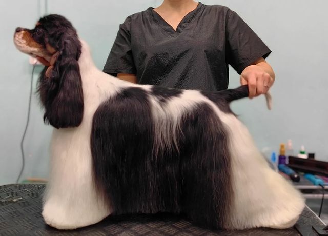 ourgroomingsalon в LOOKY. #груминг,#грумингпитер,#грумингспб,#породныйгруминг,#петгруминг,#петстрижка,#американскийкокерспаниель,#грумингспаниеля. 💠 Доминика
💠 Амери...