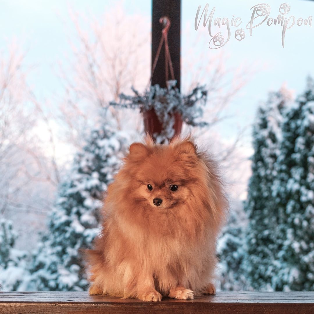 magicpompon в LOOKY — Всего несколько минут у нас было на то чтобы поймать это зак