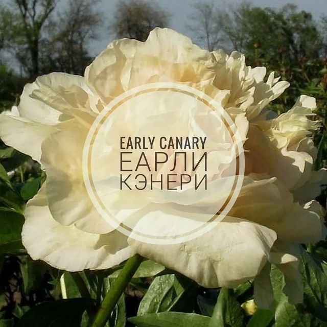 pion_volgograd в LOOKY. . 🌸Early Canary (Еарл...