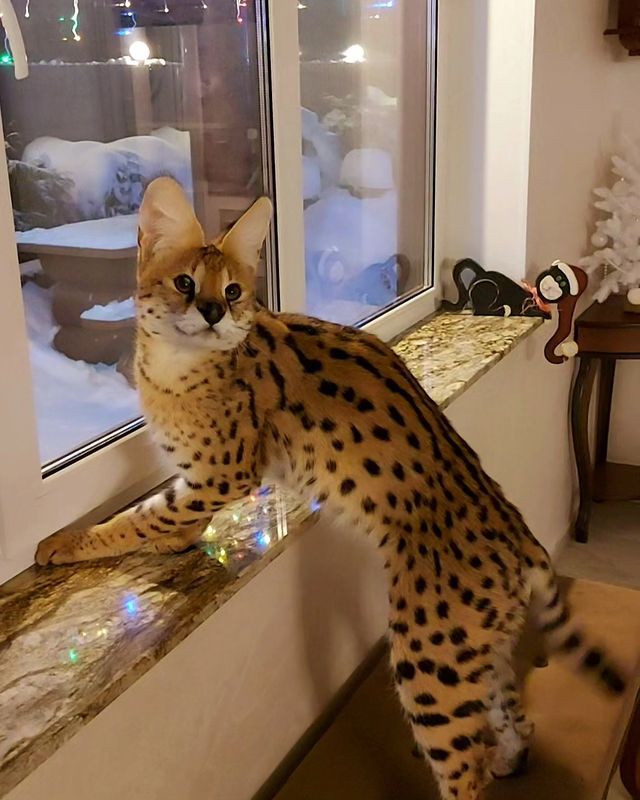 forestelitelines в LOOKY. #serval,#domesticserval,#servalkitten,#servallovers#сервал,#сервалы,#catlover,#catsofinstagram,#catvideo,#cat#russia,#pskov. #serval #domesticser...