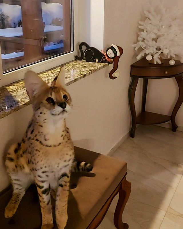 forestelitelines в LOOKY. #serval,#domesticserval,#servalkitten,#servallovers#сервал,#сервалы,#catlover,#catsofinstagram,#catvideo,#cat#russia,#pskov. #serval #domesticser...