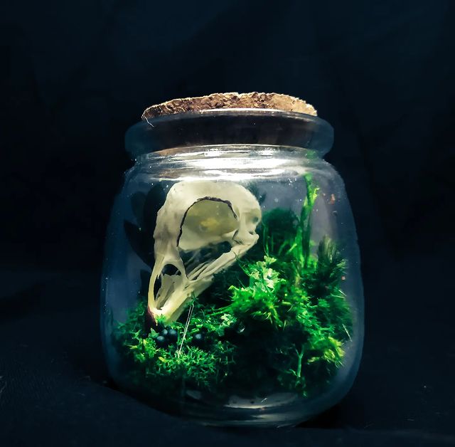 Омут в LOOKY. #taxidermia,#craft,#skull. Череп петуха Японско...